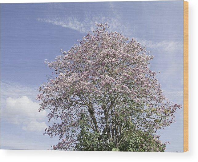 Season Wood Print featuring the photograph Pink flowers on the branches and sky . by Supaneesukanakintr