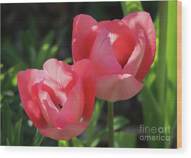 Tulip Wood Print featuring the photograph Pink Invitation by D Lee