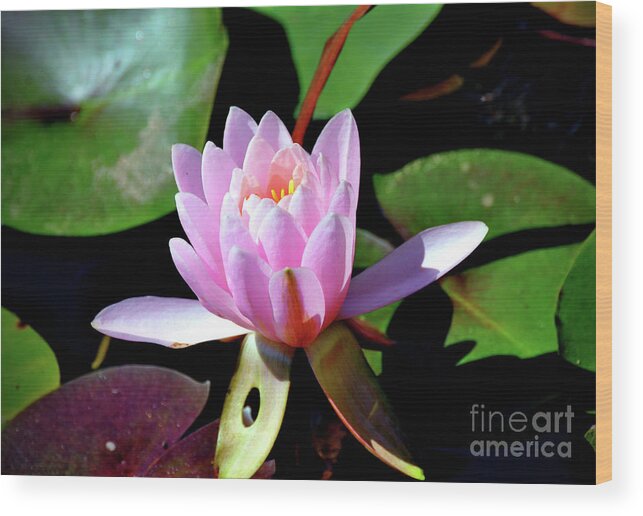  Wood Print featuring the photograph Pink Lotus by Savannah Gibbs