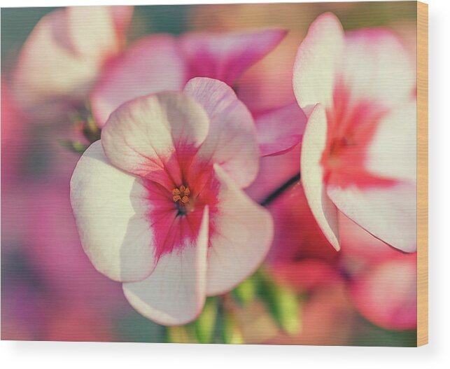 Flower Wood Print featuring the photograph Pink Pelargonium by Maria Meester