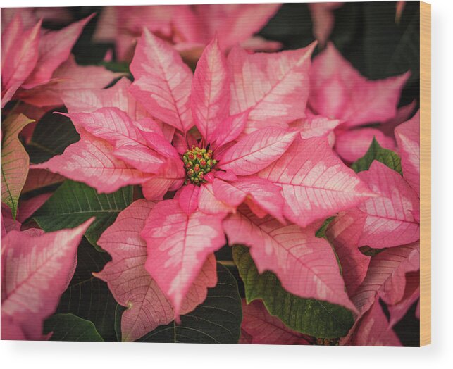 Poinsettia Wood Print featuring the photograph Pink Poinsettia Closeup by Ann Moore