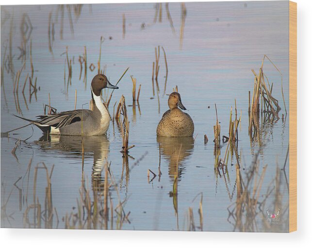 Pintailduck Wood Print featuring the photograph Pintails by Pam Rendall
