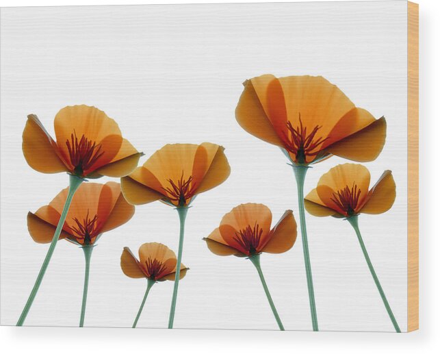 California Poppies Wood Print featuring the photograph Poppies by Marsha Tudor