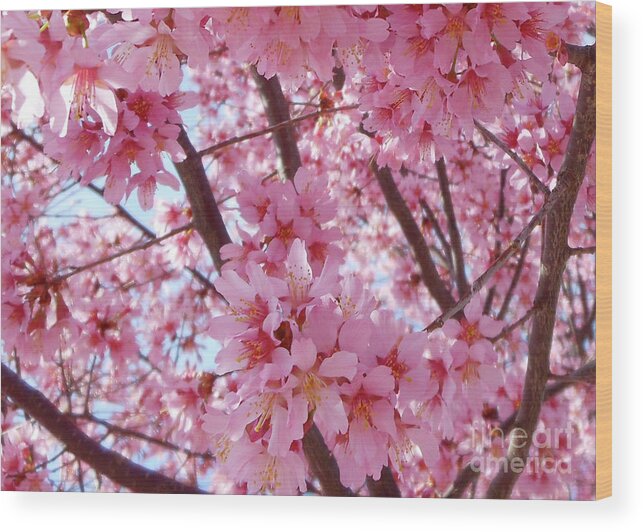 Cherry Blossoms Wood Print featuring the photograph Pretty Pink Cherry Blossom Tree by Kristin Aquariann
