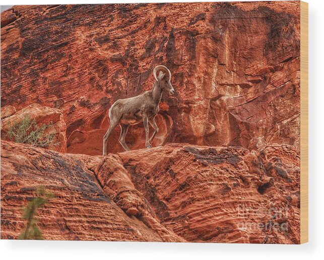  Wood Print featuring the photograph Prince of the Valley by Rodney Lee Williams