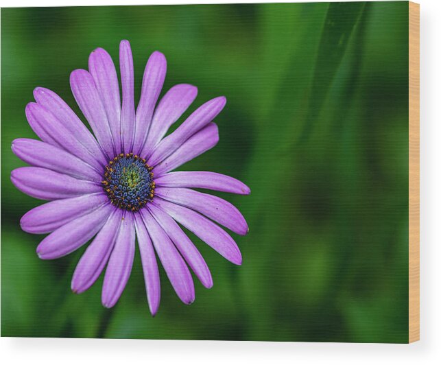 Flower Wood Print featuring the photograph Purple Daisy by Cathy Kovarik