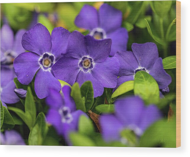Plants Wood Print featuring the photograph Purple Flowers In The Garden by Amelia Pearn