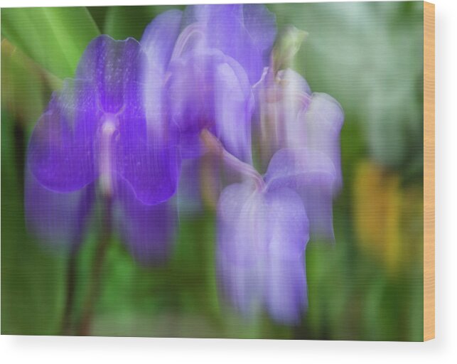 Enid Haupt Conservatory Wood Print featuring the photograph Purple Orchid Dream by Cate Franklyn