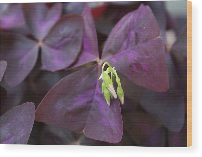  Wood Print featuring the photograph Purple Shamrock Buds by Heather E Harman
