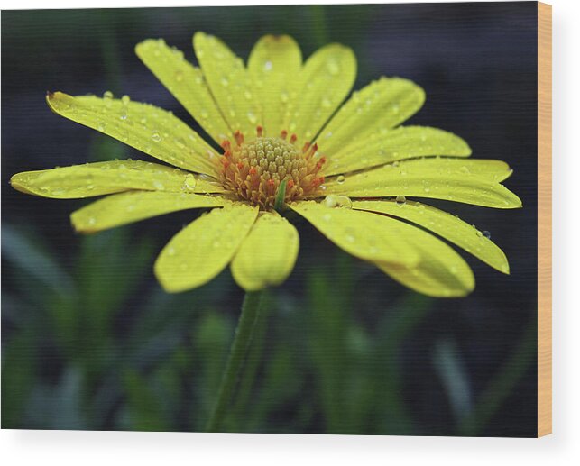 Daisy Wood Print featuring the photograph Raindrops on Daisy by Judy Vincent
