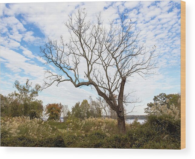 Autumn Wood Print featuring the photograph Reaching Skyward by Amy Sorvillo