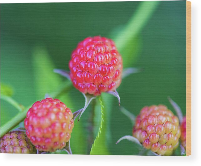 Fruit Wood Print featuring the photograph Red Berry Bush by Amelia Pearn