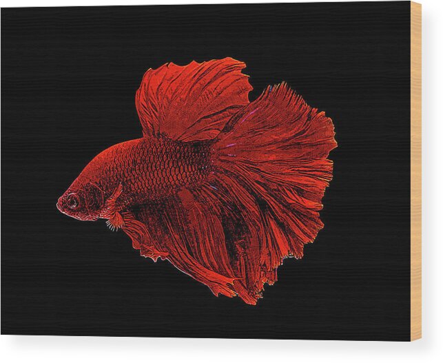 Red Wood Print featuring the painting Red Betta Splendens - Siamese Fighting Fish by Custom Pet Portrait Art Studio