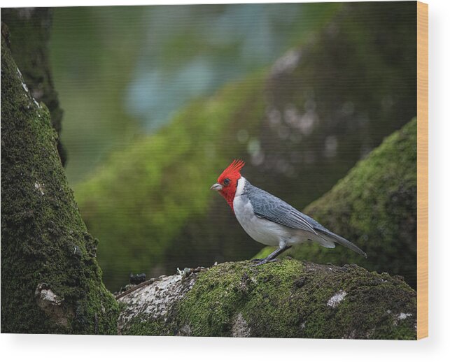 Red Crested Cardinal Wood Print featuring the photograph Red Crested Cardinal by Rick Mosher