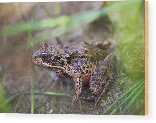Amphibians Wood Print featuring the photograph Red-legged Frog in the Grass by Robert Potts