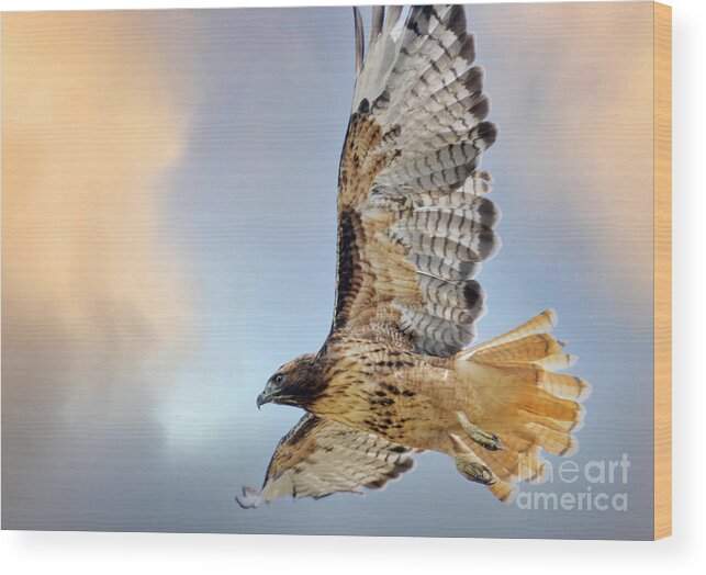 Bird Species Wood Print featuring the photograph Red-tailed Hawk by Steven Krull