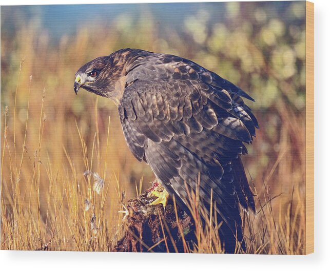 Tim Fitzharris Wood Print featuring the photograph Red tailed Hawk by Tim Fitzharris