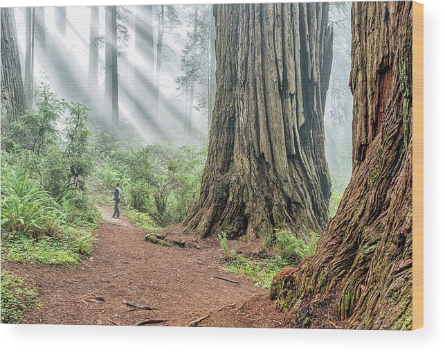 California Wood Print featuring the photograph Redwood Mystical Fog by Rudy Wilms