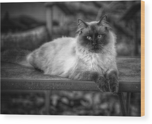 Cat Wood Print featuring the photograph Regal by DArcy Evans