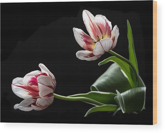 Tulip Wood Print featuring the photograph Release by Maggie Terlecki