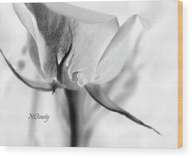 Rose Sepal Bw Wood Print featuring the photograph Rose Sepal BW by Natalie Dowty