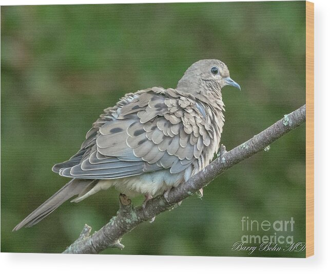 Bird Wood Print featuring the photograph Ruffled feathers by Barry Bohn