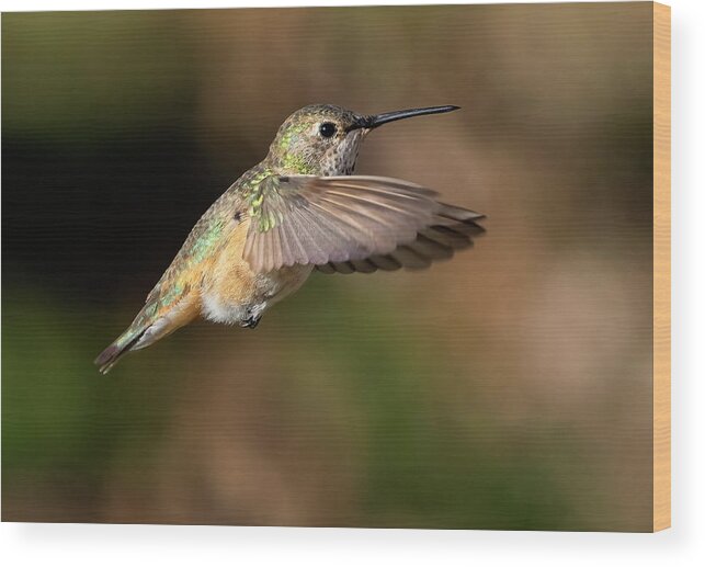 Hummingbird Wood Print featuring the photograph Rufous Hover by Art Cole