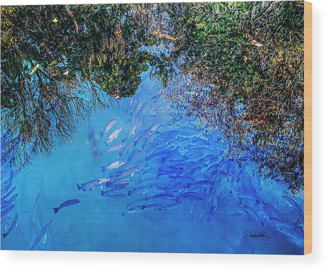 Fish Wood Print featuring the photograph School Daze of Fishes by Shara Abel