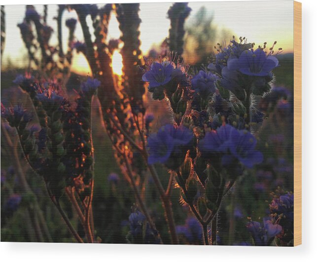 Arizona Wildflowers Wood Print featuring the photograph Scorpion Weed Sunset by Gene Taylor