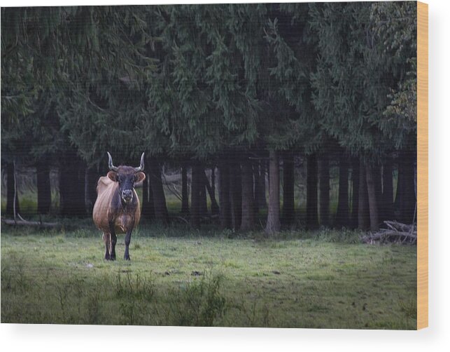 Cow Wood Print featuring the photograph Scruffy by Mark Fuller