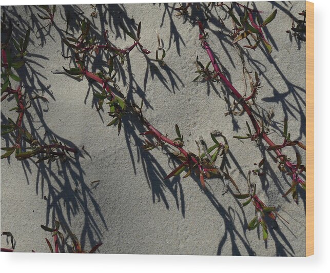 Aizoaceae Wood Print featuring the photograph Sea Purslane Abstract by Maryse Jansen