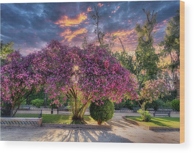 Seville Wood Print featuring the photograph Seville - Jardines de murillo by Micah Offman