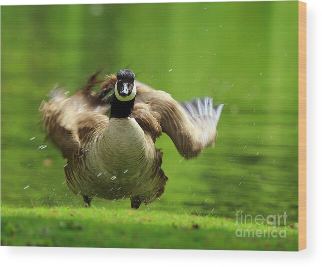 Canada Goose Wood Print featuring the photograph Shake It Off by Kimberly Furey