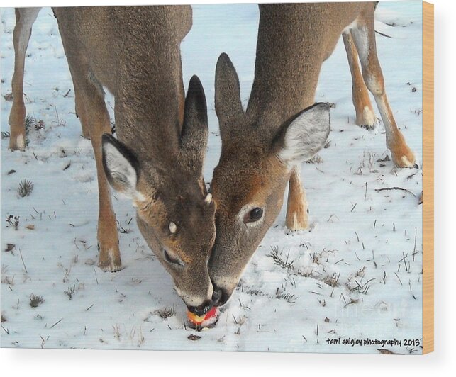 Deer Wood Print featuring the photograph Sharing The Love by Tami Quigley