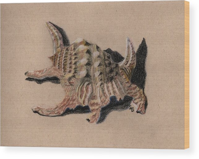 Shell Wood Print featuring the drawing Shell Study 3e by Susan Bruner