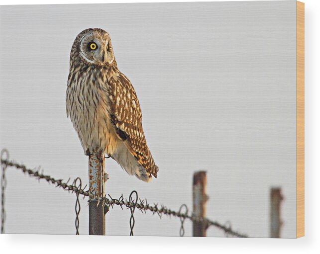 Birds Wood Print featuring the photograph Short-eared Owl by Wesley Aston