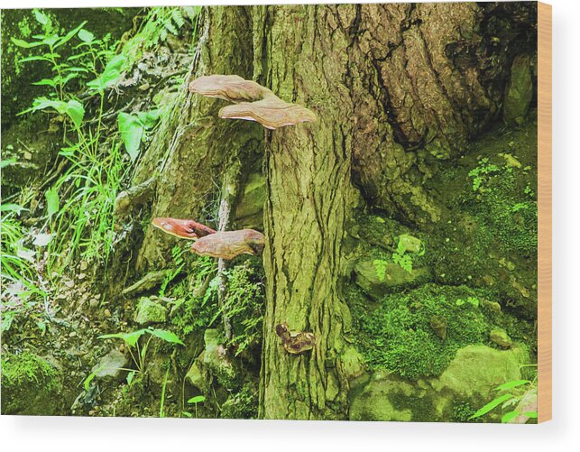 Tree Wood Print featuring the photograph Side of a Tree by Gordon Sarti