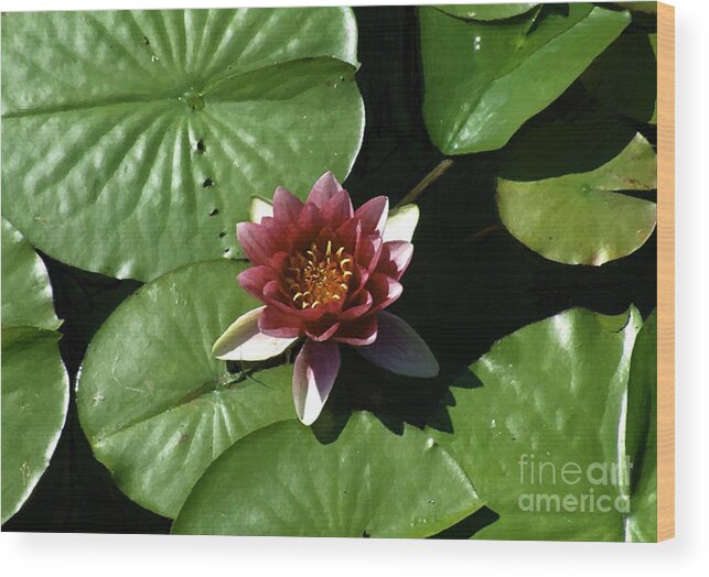 Water Lily Wood Print featuring the painting Silk and Leather by RC DeWinter