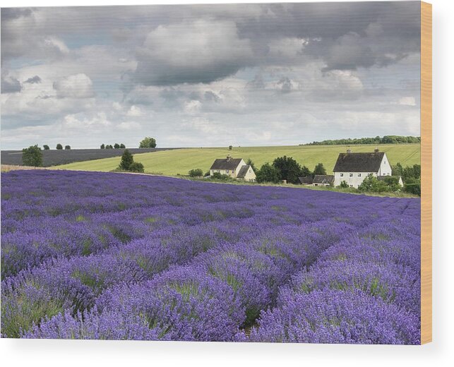 Gloucestershire Wood Print featuring the photograph Snowshill lavender, Cotswolds, England by Sarah Howard