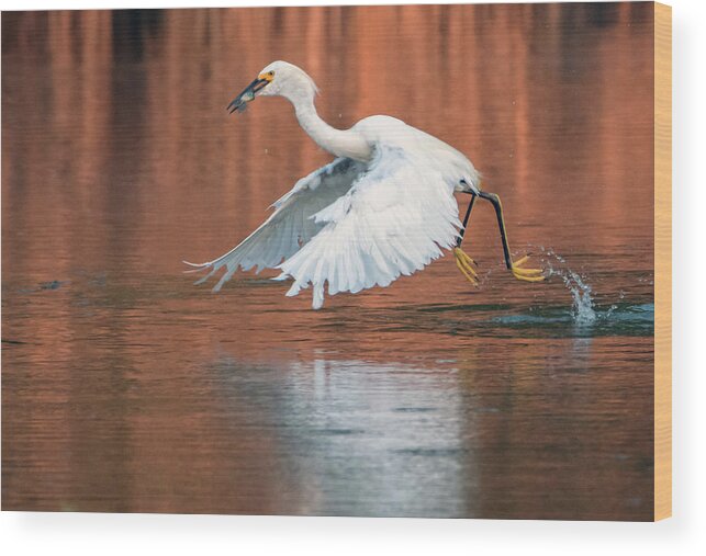 Snowy Egret Wood Print featuring the photograph Snowy Egret 7967-082520-2 by Tam Ryan