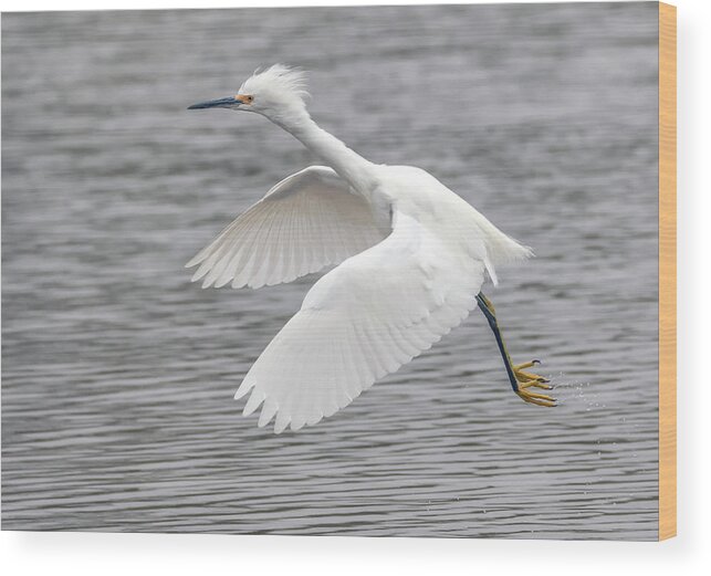 Snowy Egret Wood Print featuring the photograph Snowy Egret 8656-012621-2 by Tam Ryan