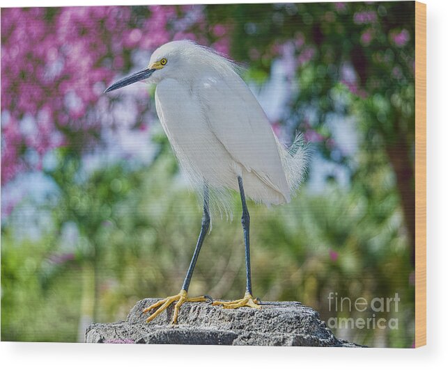 Birds Wood Print featuring the photograph Snowy Egret in Spring by Judy Kay