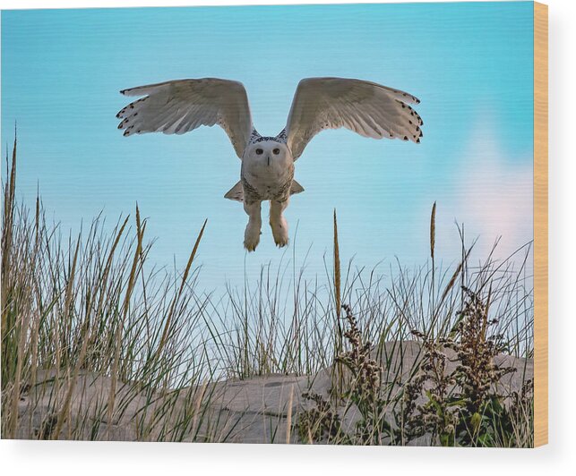 Owl Wood Print featuring the photograph Snowy Owl In Flight by Cathy Kovarik