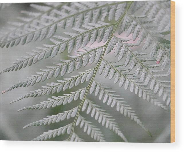 Leaves Wood Print featuring the photograph Soft Bracken Fern by Maryse Jansen