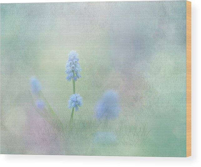 Spring Flowers Wood Print featuring the photograph Spring Ephemeral with Texture - Muscari by Patti Deters