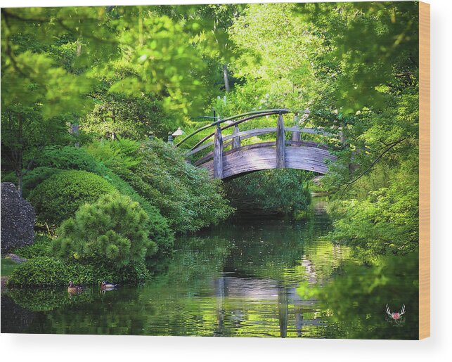 Spring Wood Print featuring the photograph Spring Greens by Pam Rendall