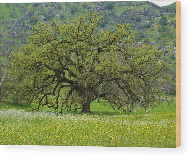 Oak Tree Wood Print featuring the photograph Spring Oak by Brett Harvey