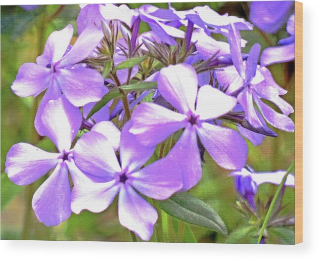 Wildflower Wood Print featuring the photograph Spring Phlox by Marty Koch