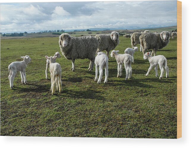 Sheep Wood Print featuring the photograph Springtime Babies - High Country Sheep Muster, South Island, New Zealand by Earth And Spirit
