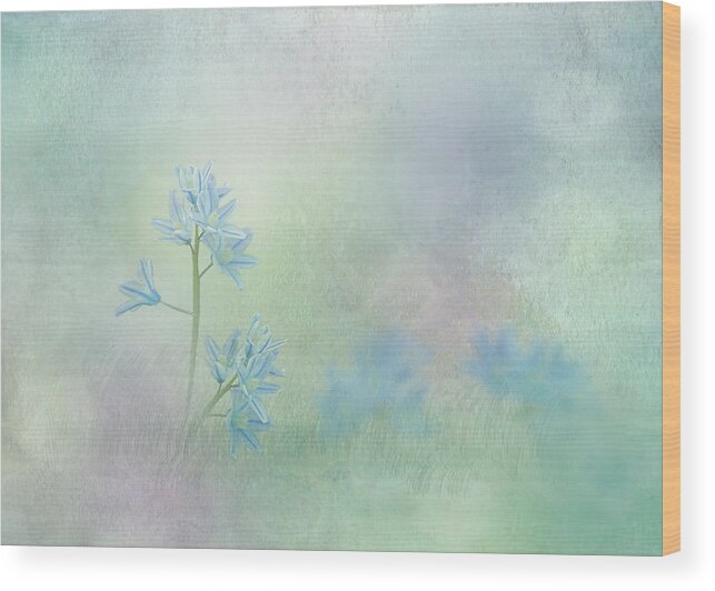 Spring Flowers Wood Print featuring the photograph Spring Scilla - White Squill by Patti Deters
